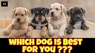 Which dog breed is the best for you | which dog fits you | Petsinfomania by PetsInfomania (PI) 209 views 2 months ago 3 minutes, 17 seconds