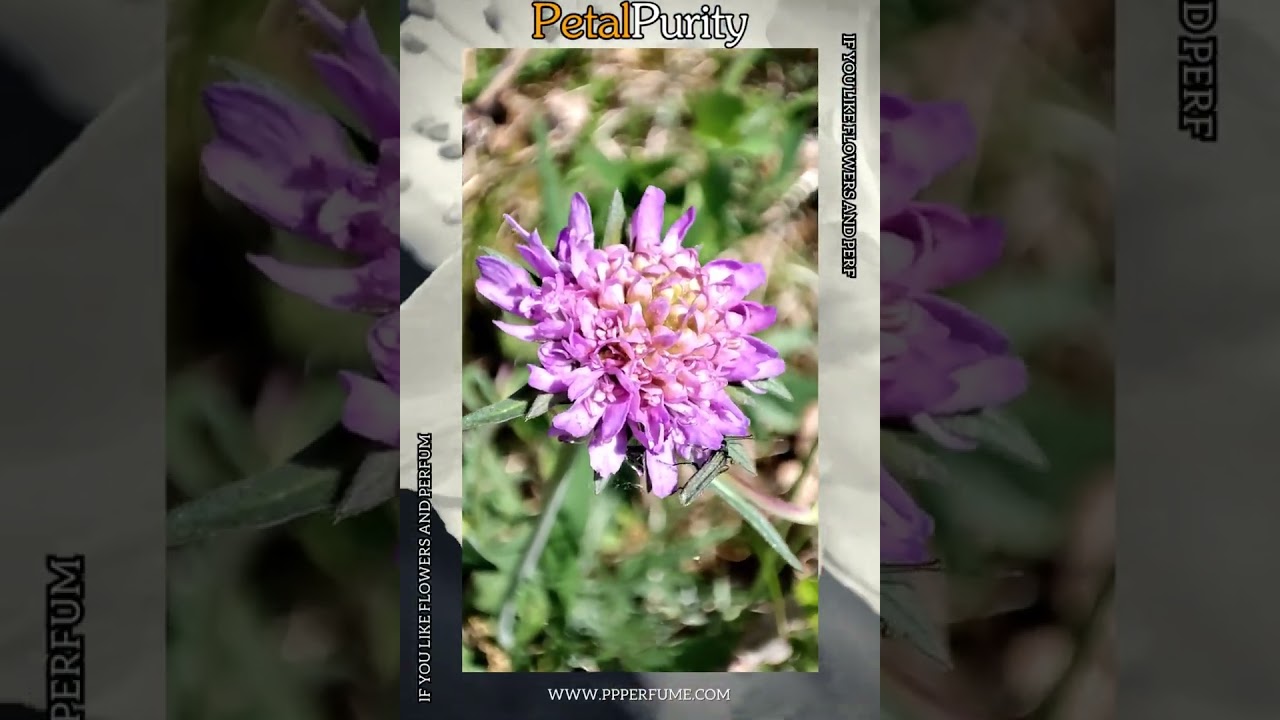 Scabiosa Uncovered: Everything You Need to Know About These Stunning Flowers