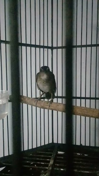 jongkangan gacor isian jenggotan.