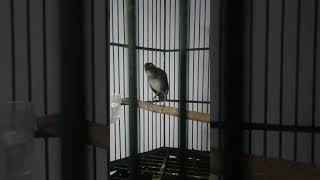 Download Lagu jongkangan gacor isian jenggotan. MP3