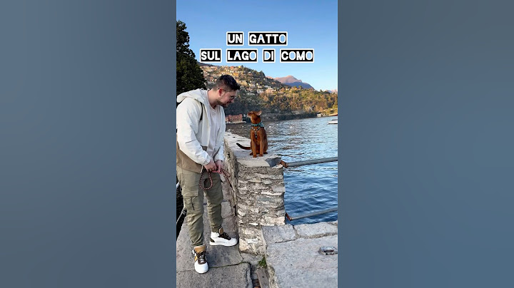 Un gatto sul Lago di Como