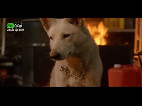 Video: Phim chó hay nhất 2018