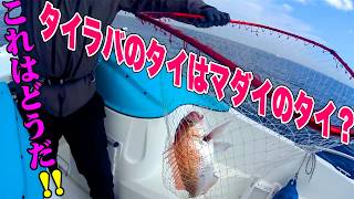 東京湾でプレジャーボートでのタイラバに挑戦した!! 【涙を舐めるなめろう】