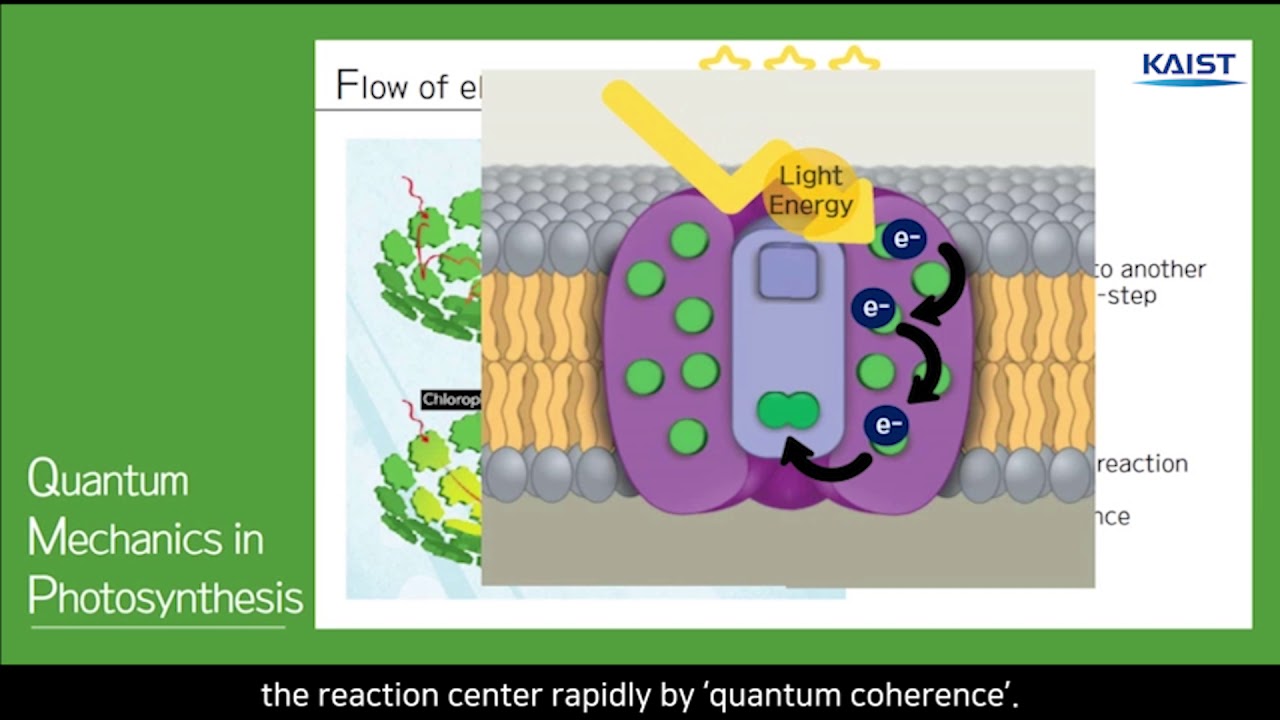 Quantum Mechanics in Photosynthesis YouTube