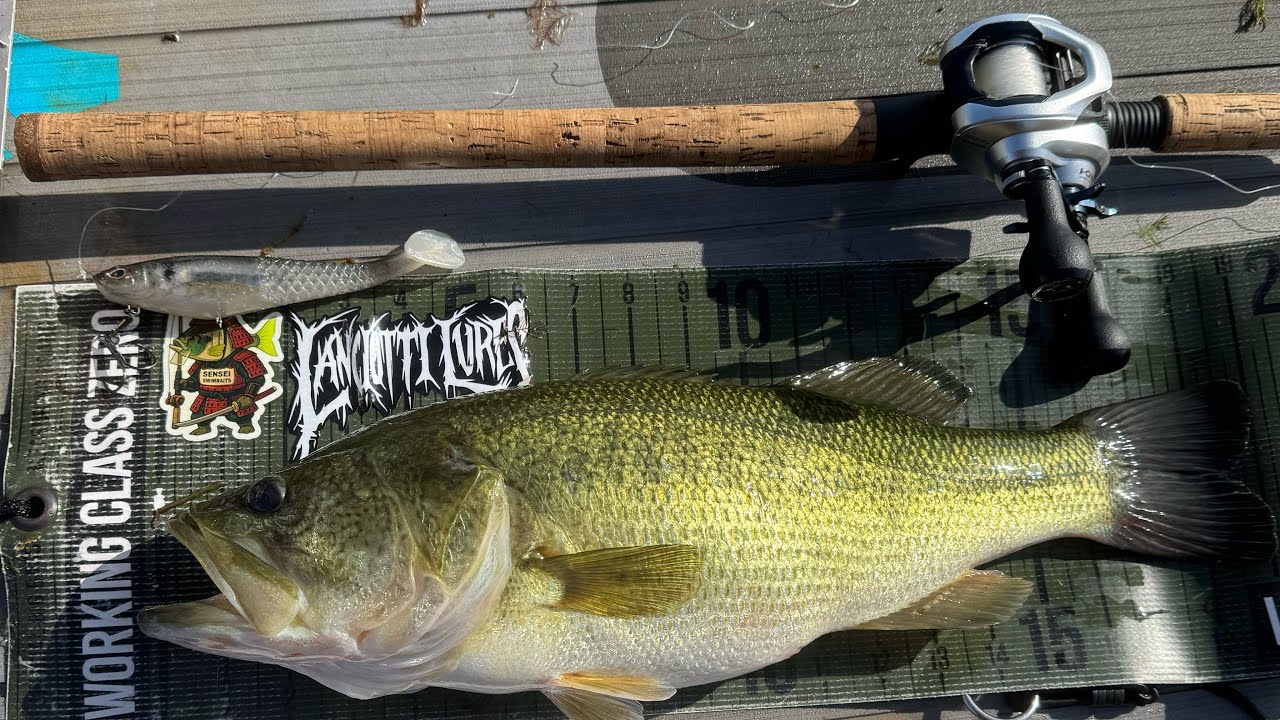 These Might be the best grass swimbaits EVER(swim frat & cull shad)