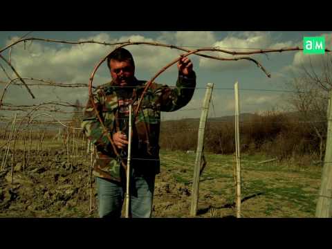 2 წლიანი ვაზის გასხვლა