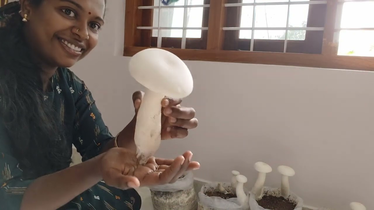 കൂൺ കൃഷി 8 വിളവെടുപ്പ്