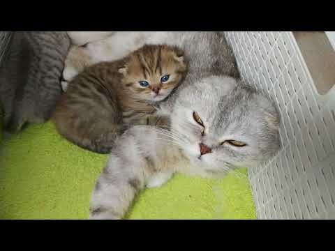 Video: Scottish Fold Kittenverzorging: Wat U Moet Weten