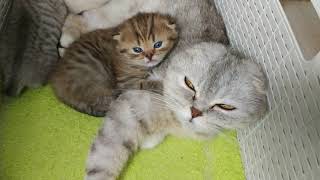 Awful cute video   Mom cat and Kitten video Compilation Scottish fold