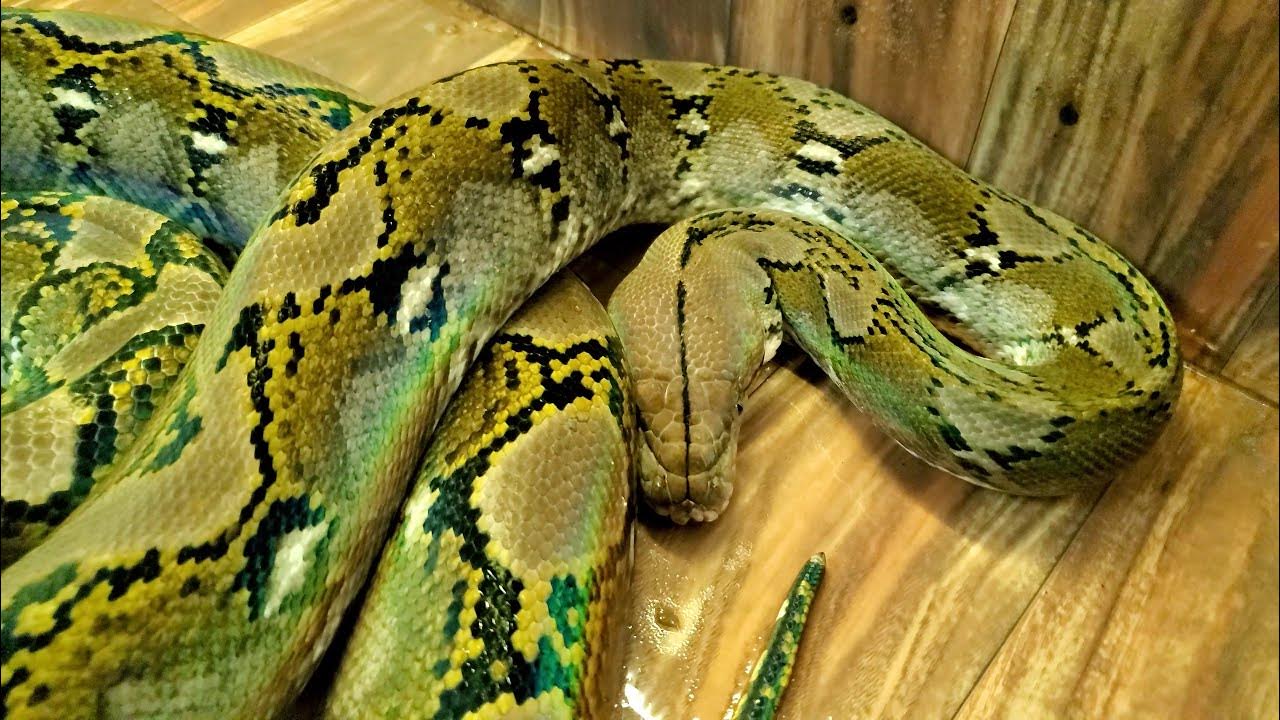 Before you buy Super dwarf Reticulated Python (Part2) - YouTube