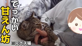 【野良猫から家猫へ】22歳一人暮らし。元ボス猫を家族に迎えたら超べったり甘えん坊なぬいぐるみだった