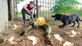 Download Lagu Harvesting CORN \u0026 Goes to Market Sell – Battle Between PYTHON and Komodo Dragon! MP3 Download Lagu Harvesting CORN \u0026 Goes to Market Sell – Battle Between PYTHON and Komodo Dragon! MP3