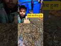 Viral Bagda Shrimp Catching