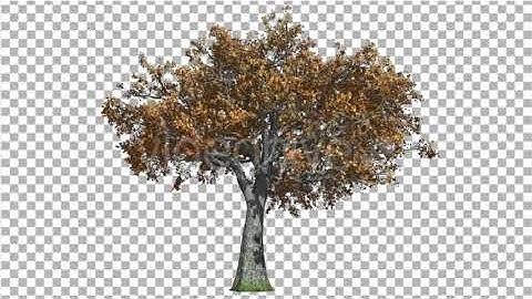 White Oak Tree is Swaying at the Wind Red and | Motion Graphics - Envato elements