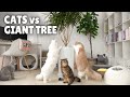 Cats vs Giant Tree Monster! | Kittisaurus