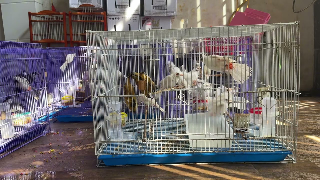 Bầy chào mào đột biến siêu mềm dành cho anh em mới tập chơi chim #chaomaohotdau #thangchaomao 