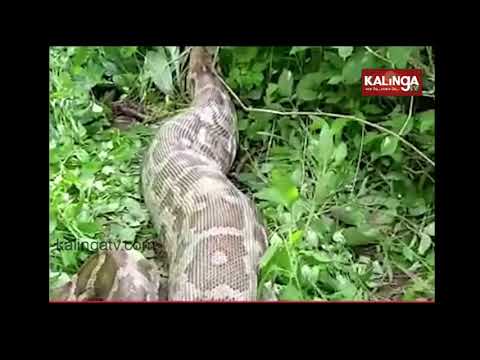 Caught In Camera: Python Vomits Out Swalloed Monkey In Faridabad | Kalinga TV