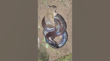 hổ hành săn chuột #rắnhổhành #rắn #rắnhổmang