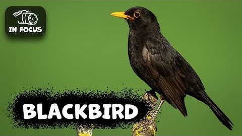 The Secret Life of the BLACKBIRD: Things You Need To Know
