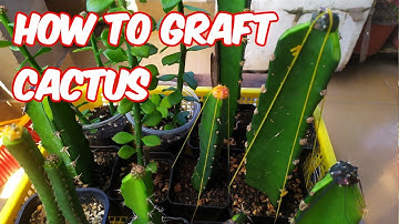 How to graft CACTUS part 2 - Tháp ghép xương rồng