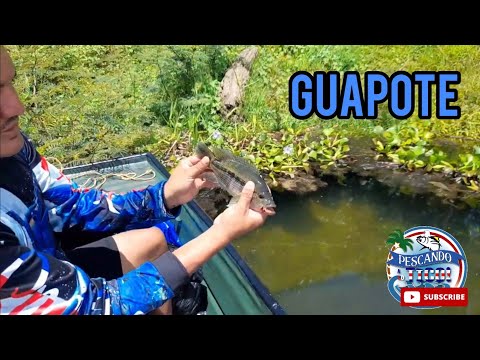 Pesca de Guapotes- Mejores señuelos, Costa Rica 🇨🇷 