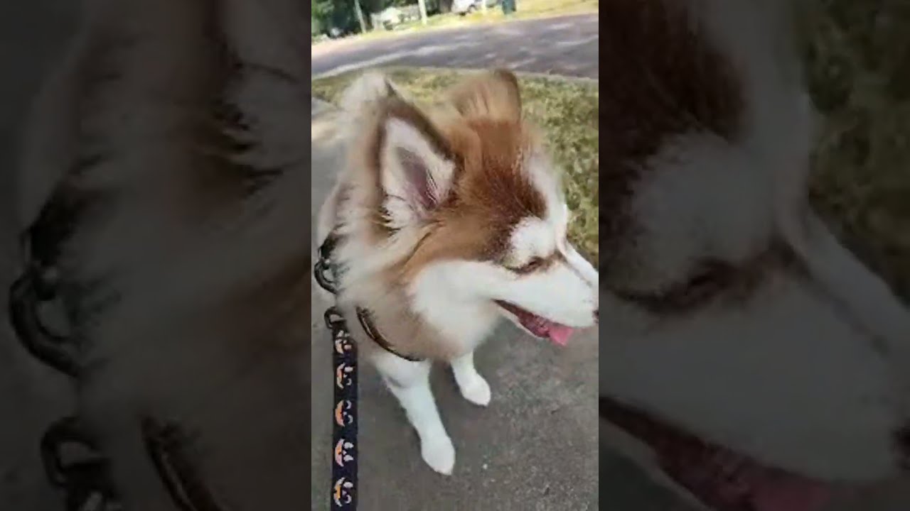 Rocky "Raccoon" come walk with us 