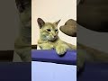 Mischievous cat #cat