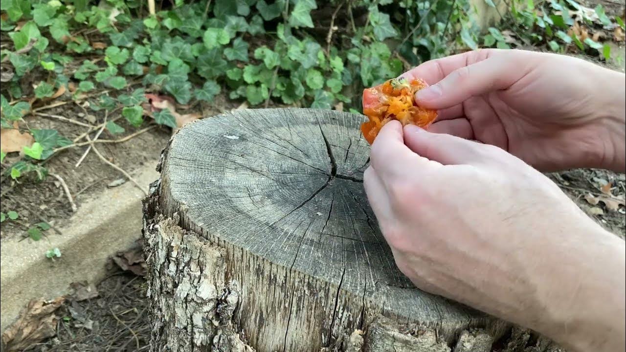 Using persimmon seeds to forecast winter weather youtube