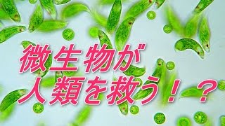 [推奨] 微生物が人類を救う！ミドリムシ(ユーグレナ)の恐るべき力！