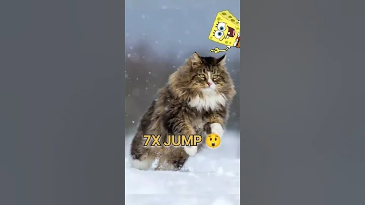 Video 10610841: hypoallergenic siberian cats, cute siberian cat, cat jumping