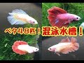 ベタの稚魚４８匹！混泳水槽サイズアップ！
