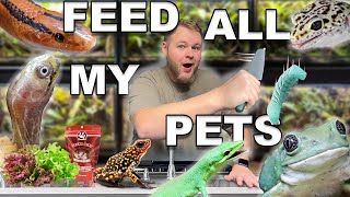 Feeding ALL 100 of my PETS 2024!! by Mike Tytula 14,116 views 2 months ago 35 minutes