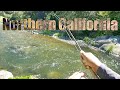 Fly fishing beautiful northern california  free form fly fisher