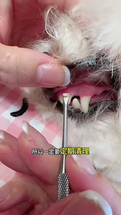 It’s really easy and convenient to clean your dog’s teeth at home, try it now Cute Pet Good Things