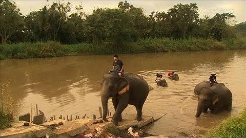 High Priced Coffee: Courtesy of an Elephant