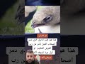 هل رأيت طير ابابيل من قبل لايك اليمن زوامل للشعب الجزائر Viralمعلومات جيم اوفر زامل متابعة