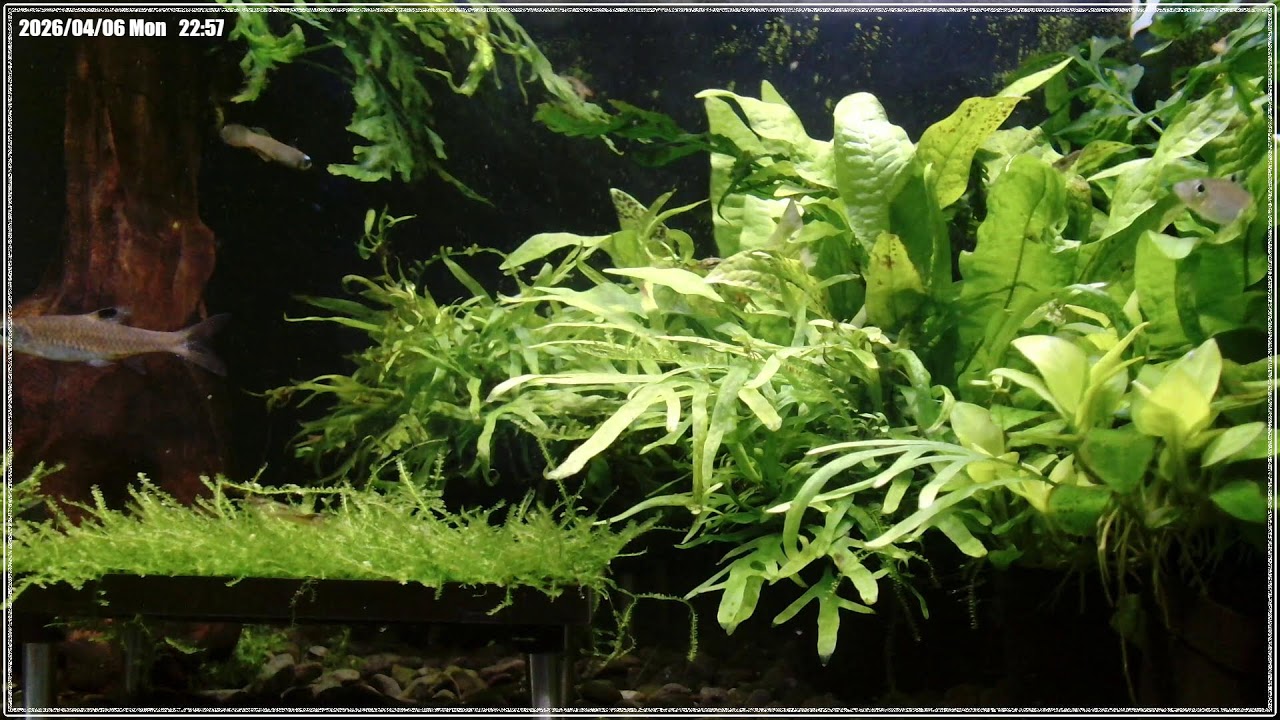 2026/04/06】 Daily Planted Tank Live｜自宅水草水槽ライブカメラ
