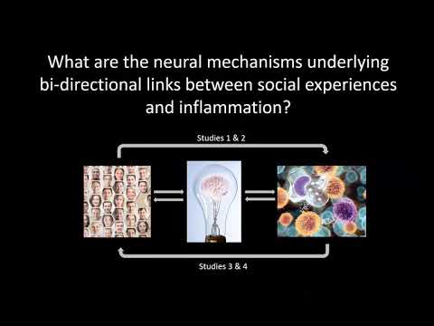 Social Life of the Immune System: Bi-Directional Links between Social Experiences and Inflammation