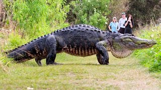 Крокодилы. Гиганты среди рептилий. От самых маленьких до огромных  монстров!