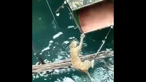 Drowning Leopard Rescue From 60 Foot Well