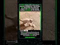 TINY PREDATOR  ZERO EXPERIENCE