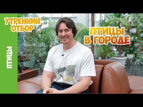 Сколько птиц вы можете увидеть в городе? Василий Вишневский