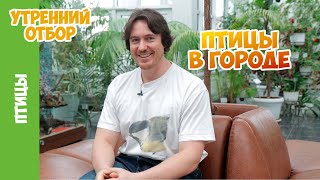 Сколько птиц вы можете увидеть в городе? Василий Вишневский