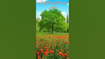 سورة الماعون الشيخ أحمد العجمي