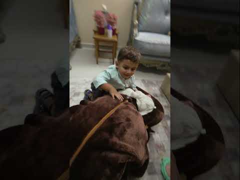 عز الدين هاجم الدب الشرير وانتقم منه