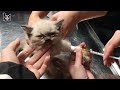 Sauver un pauvre chaton avec un poumon gravement endommag  vietnam animal vet clinic