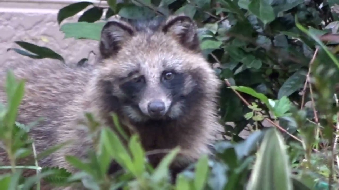 お散歩中によく出会うタヌキ - YouTube