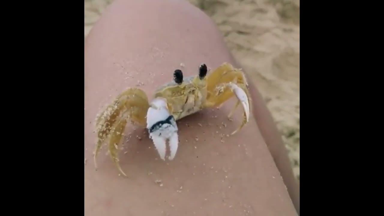 Crab wiping his eyes YouTube