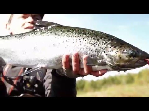 рыбалка на камчатке нахлыст рыбалка получи и распишись камчатке нахлыст