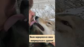 Волк вернулся из леса, чтобы попрощаться с другом!